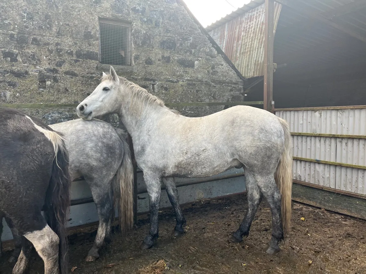 Connemara gelding Granard mart 30th Oct - Image 1