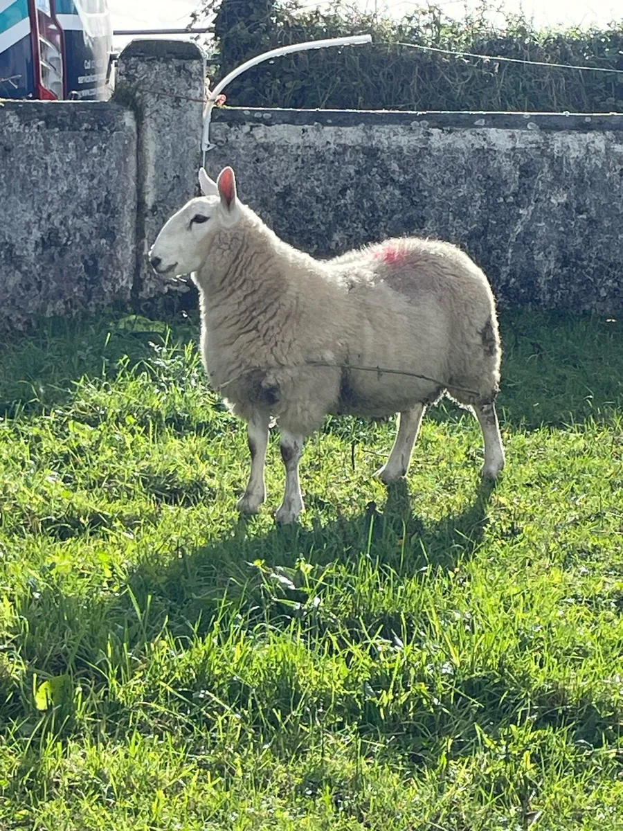 Cheviot ram lamb - Image 1