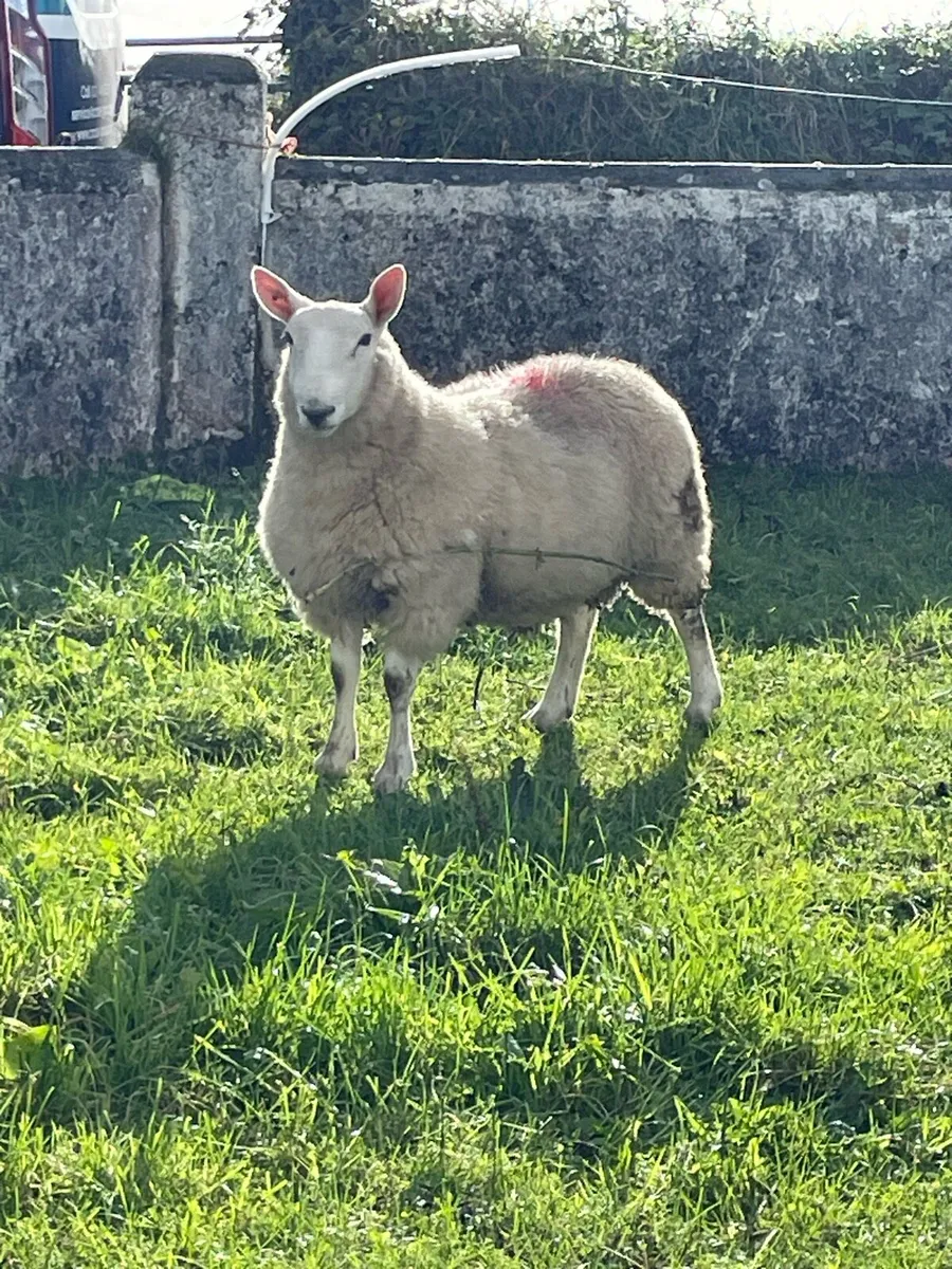 Cheviot ram lamb - Image 2