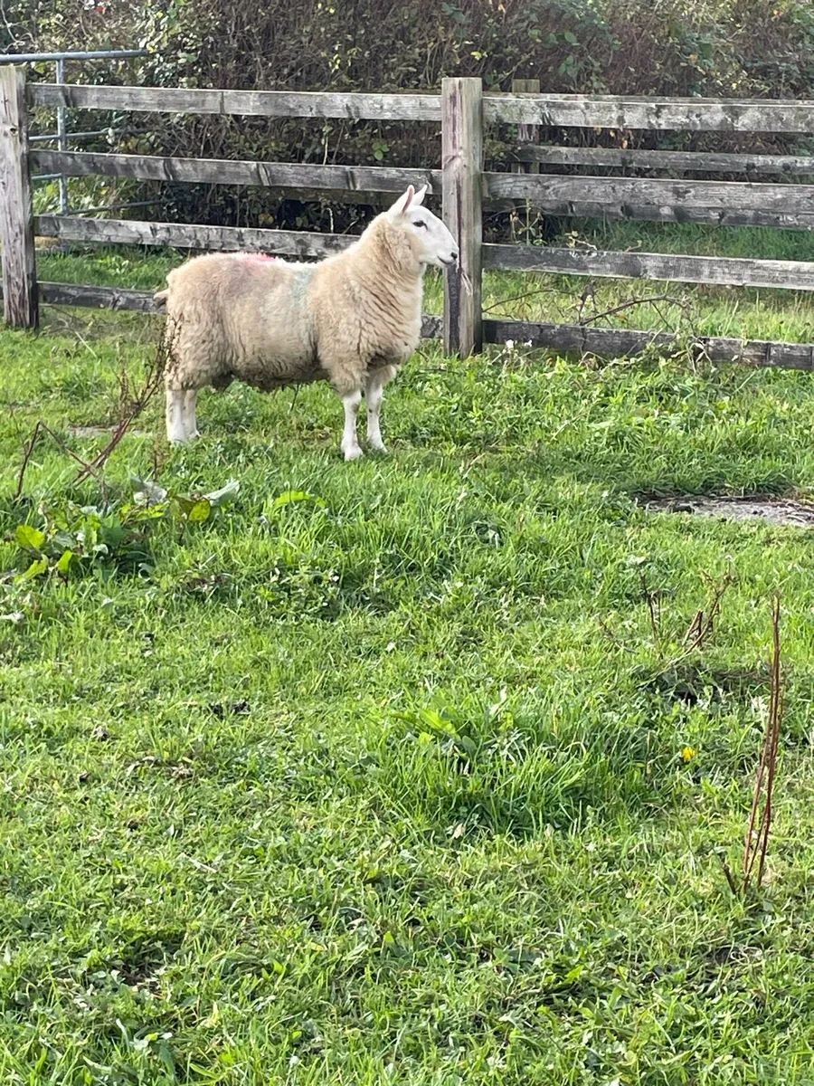 Cheviot ram lamb - Image 3