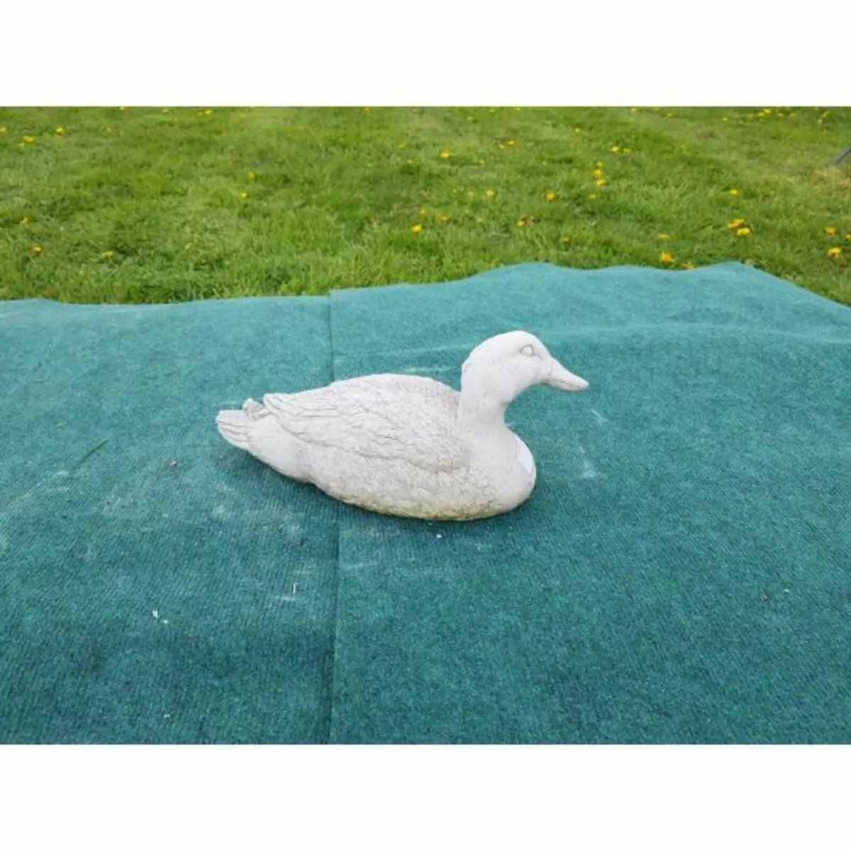 Duck – Blackwater-GL-BR025