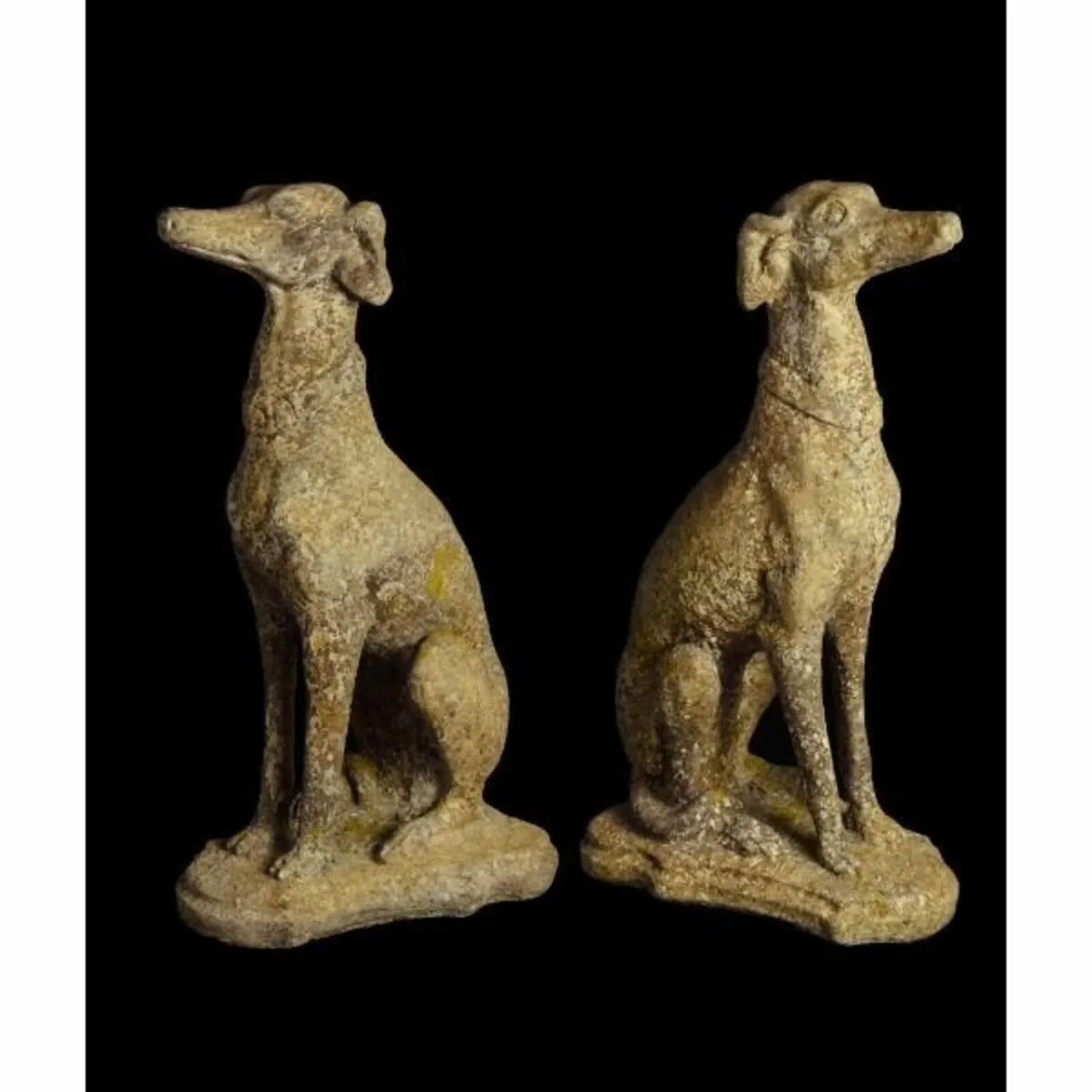 French Lurcher EG003