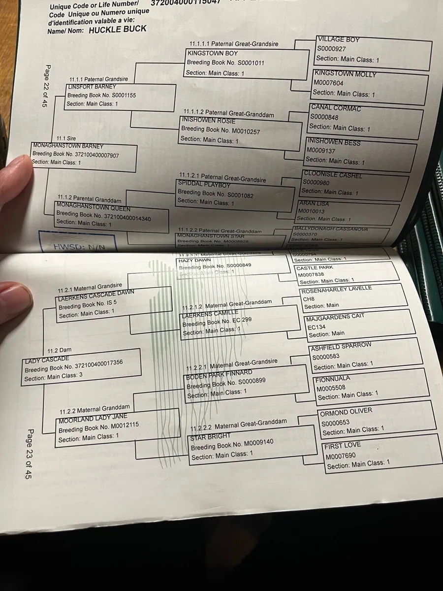 Connemara gelding Granard mart 30th Oct - Image 3