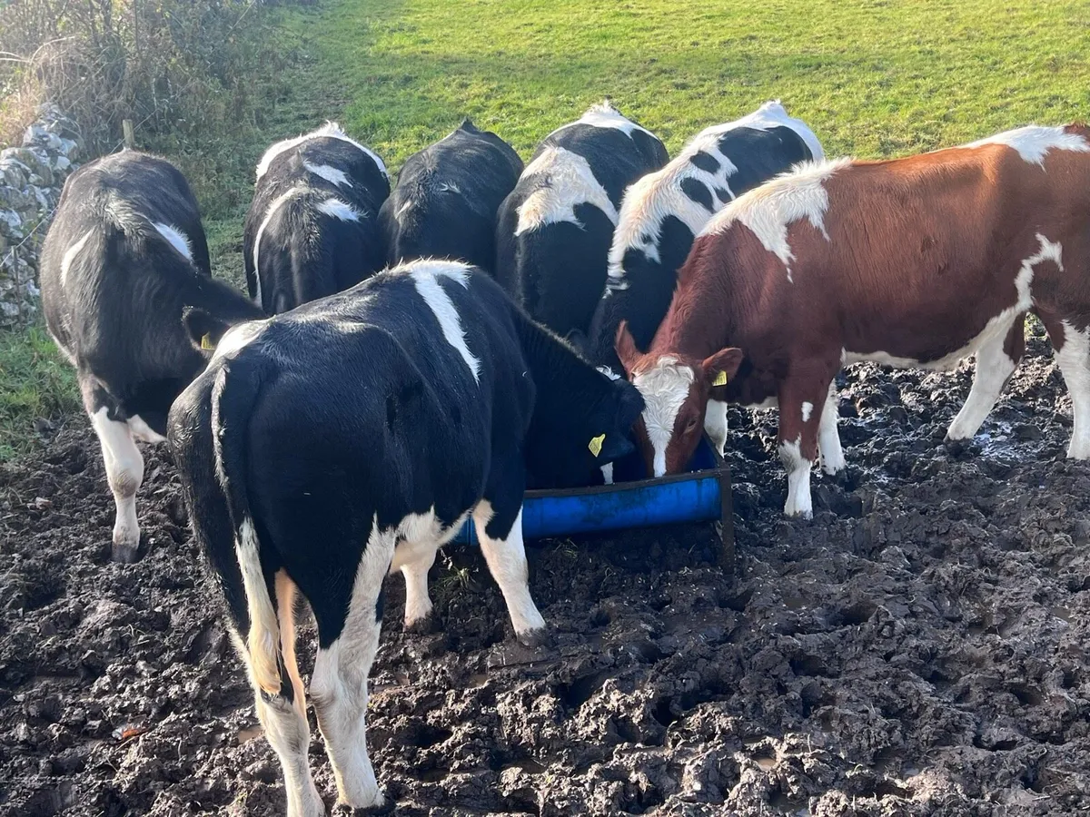 Friesian bullocks for sale - Image 1