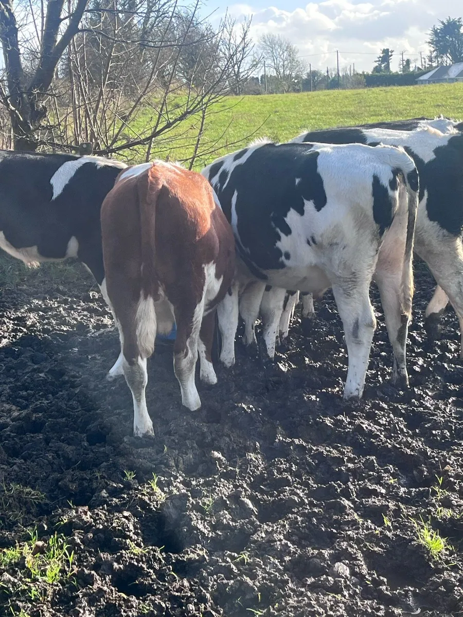 Friesian bullocks for sale - Image 2