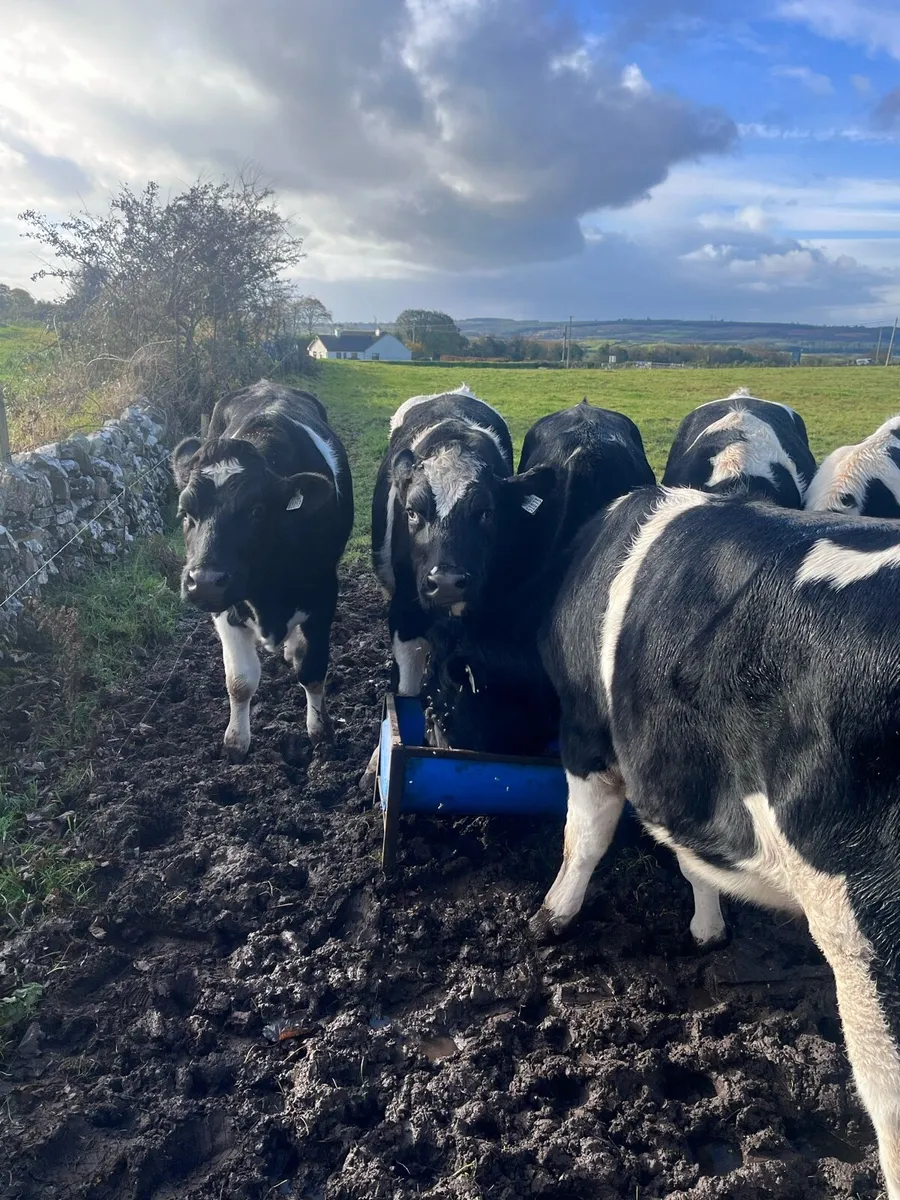 Friesian bullocks for sale - Image 3