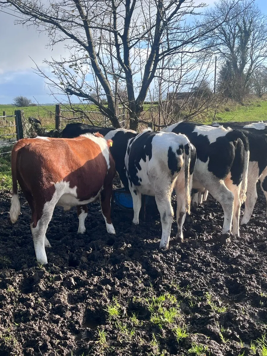 Friesian bullocks for sale - Image 4