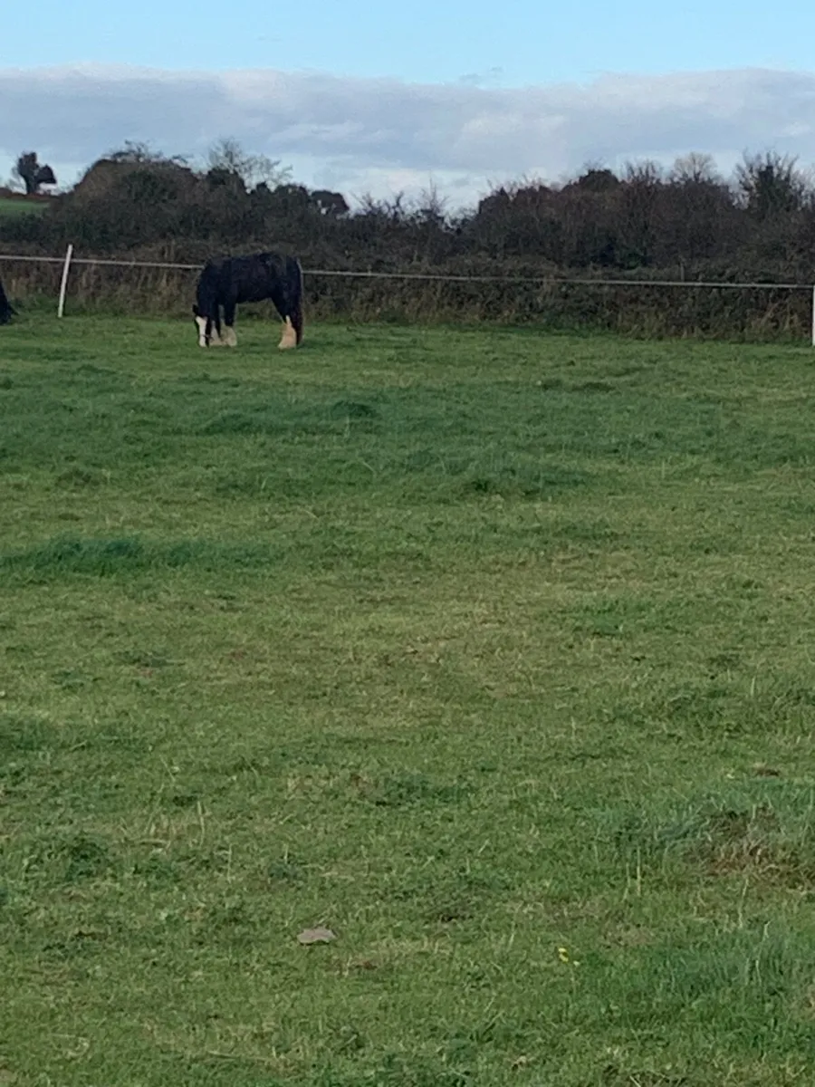 Black Filly - Image 2