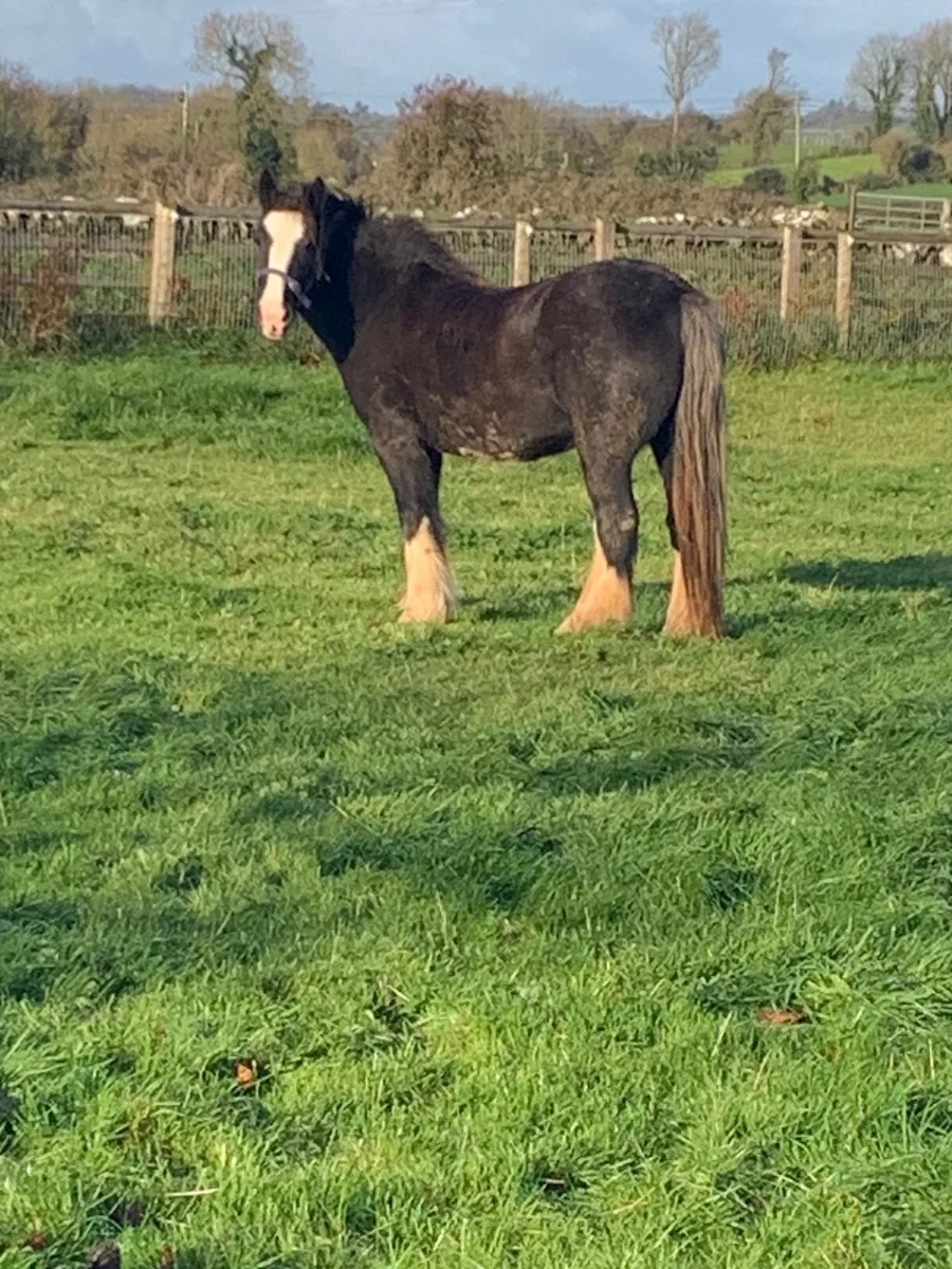 Black Filly - Image 1