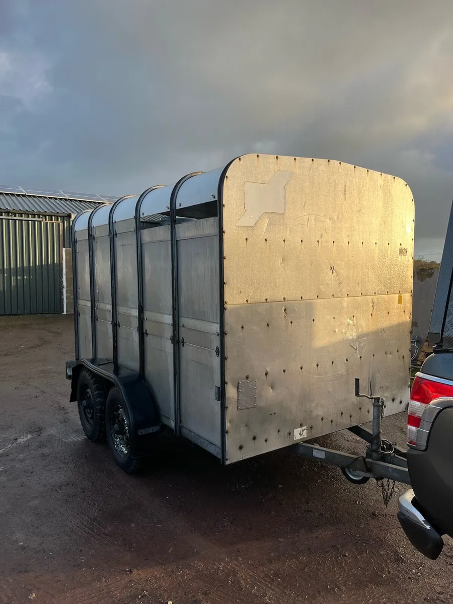 10x6 cattle Tralier - Image 2