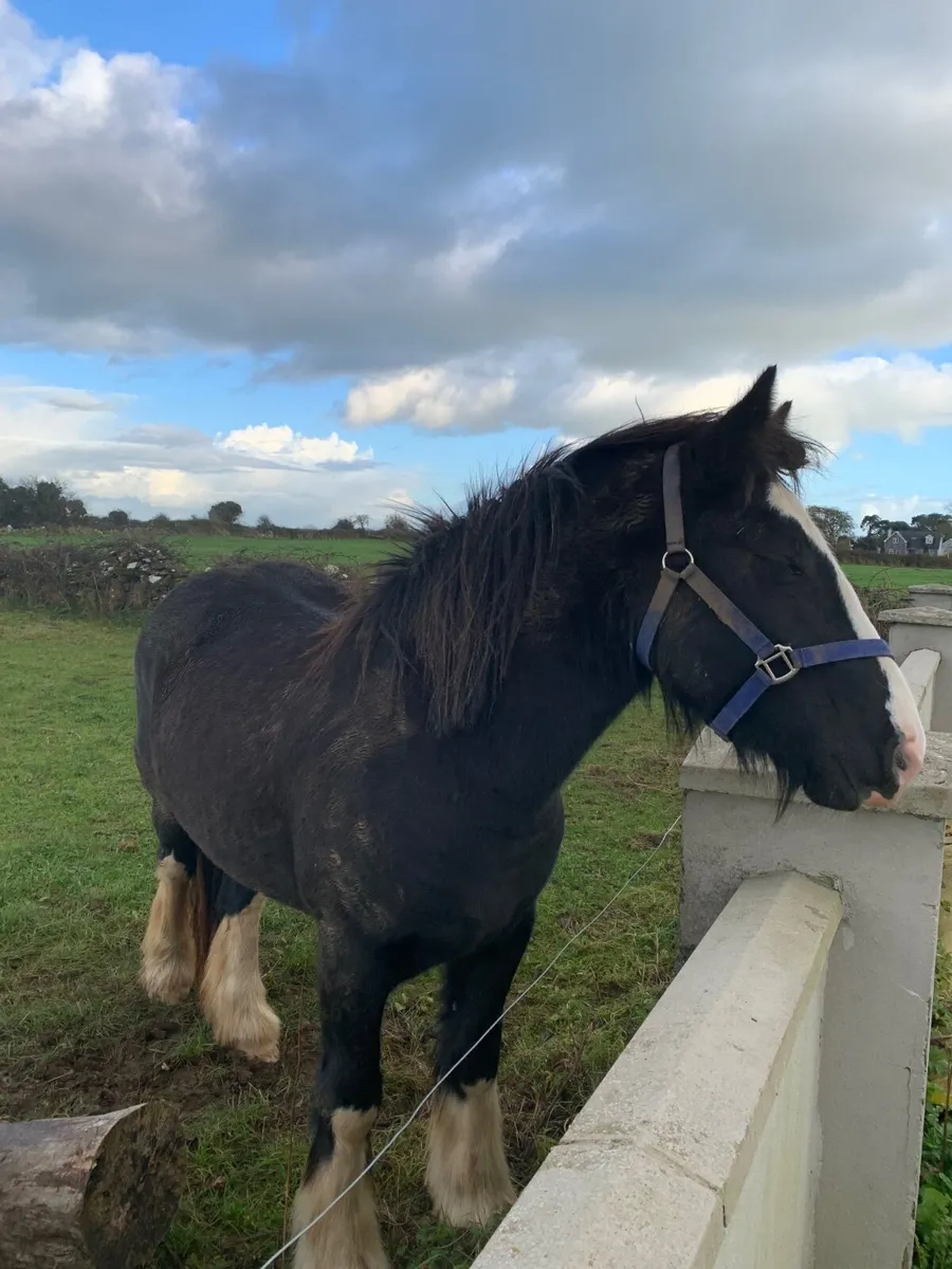 Black Filly - Image 3