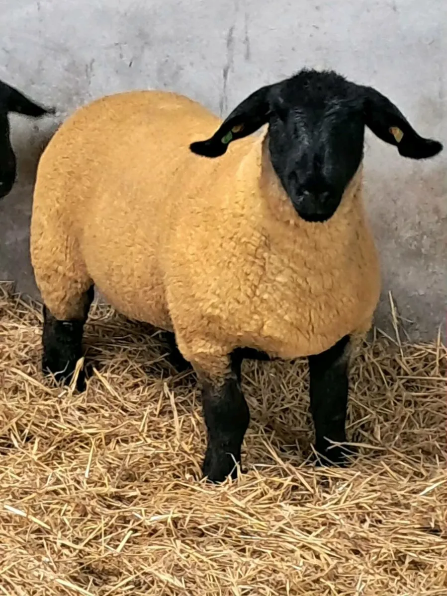 Sheep - Image 1