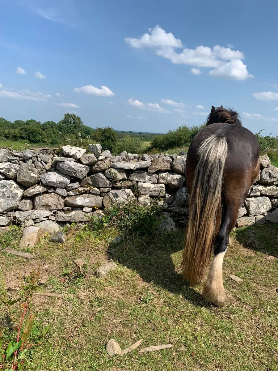 Black Filly - Image 4