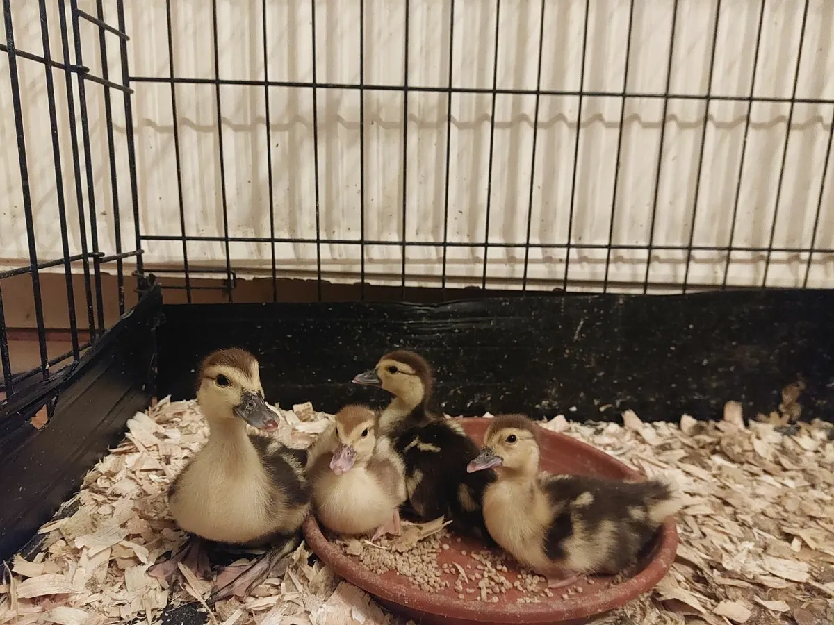 Muscovy ducklings