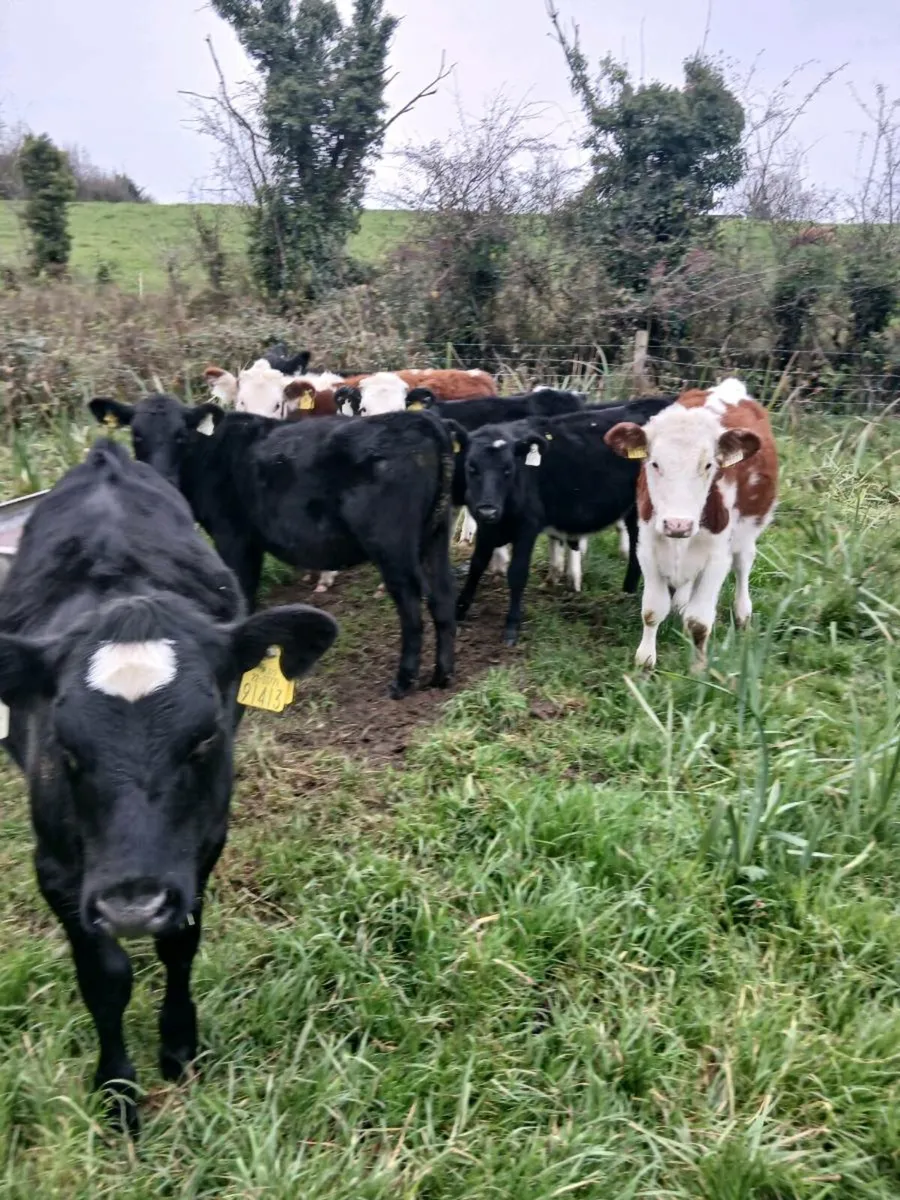 For sale nine heifer runners - Image 1