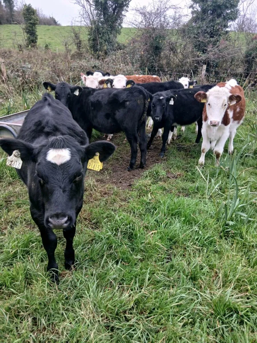 For sale nine heifer runners - Image 2