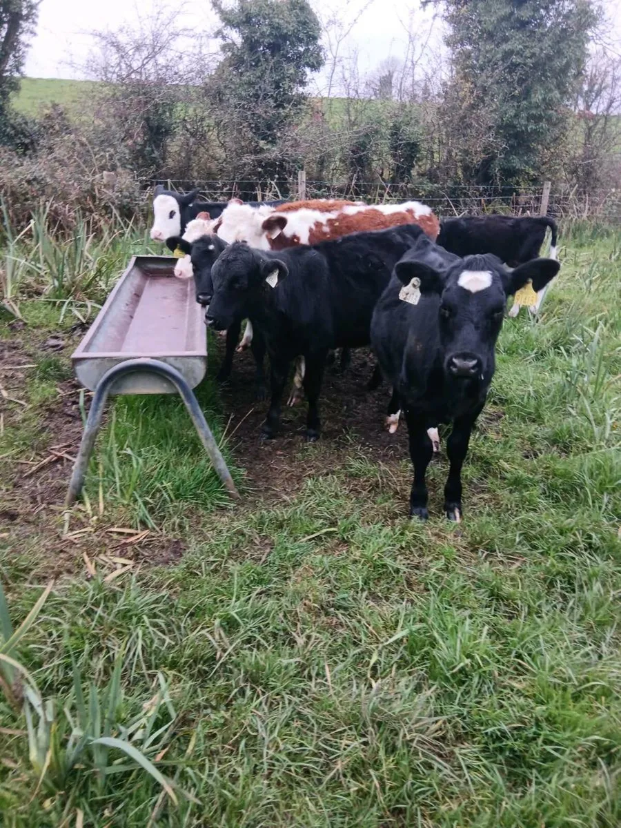 For sale nine heifer runners - Image 3