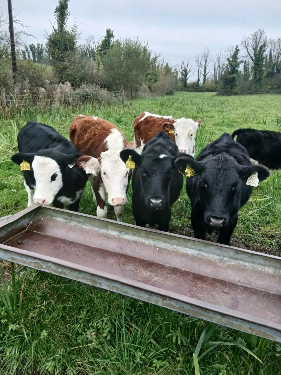 For sale nine heifer runners - Image 4