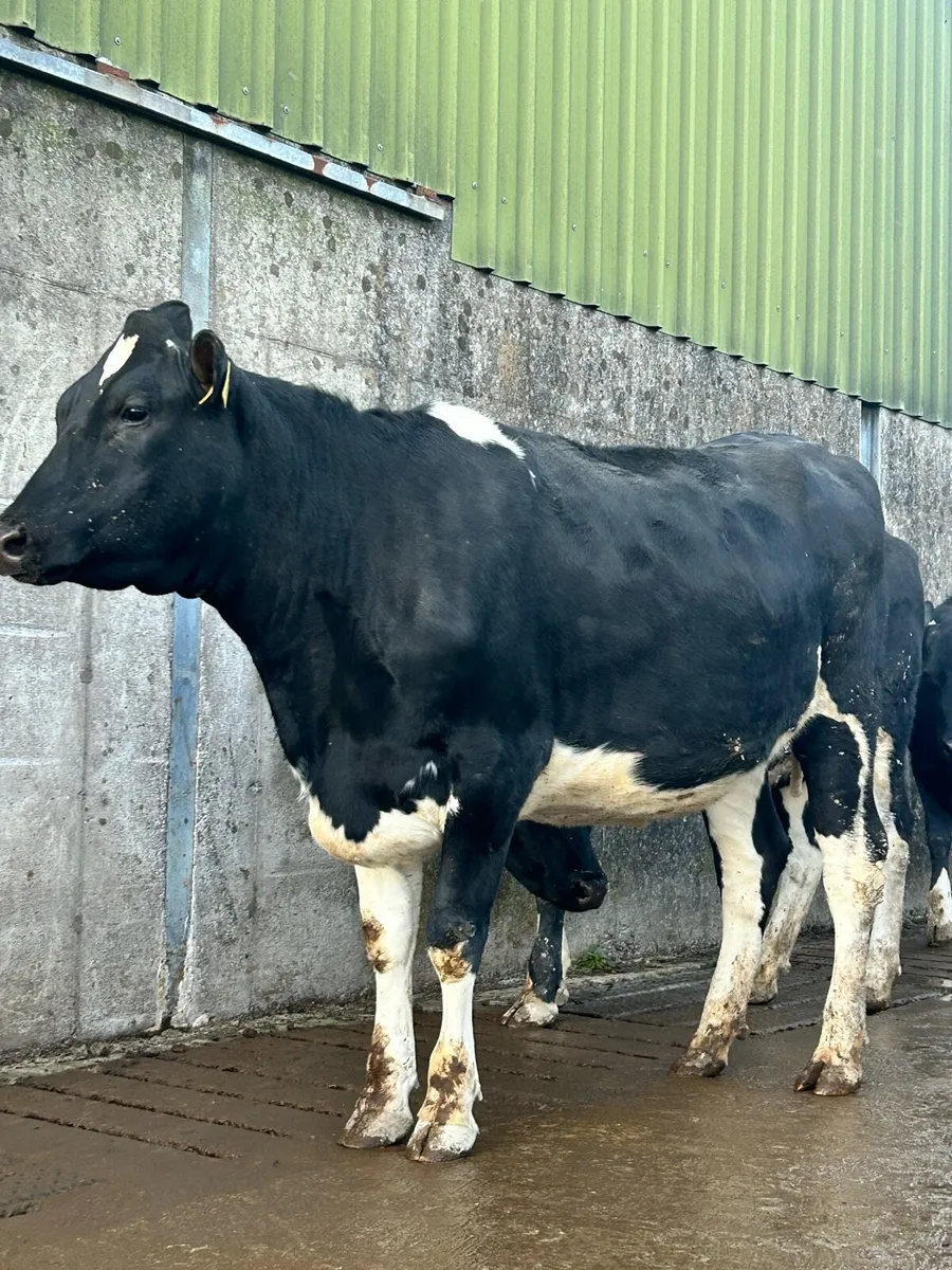 Spring Calving Heifers / Castleisland Dairy Show - Image 1