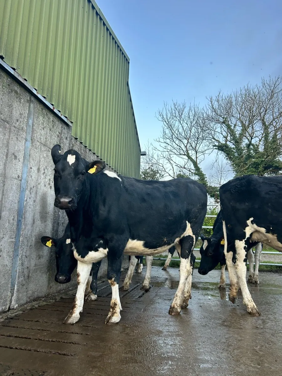 Spring Calving Heifers / Castleisland Dairy Show - Image 2
