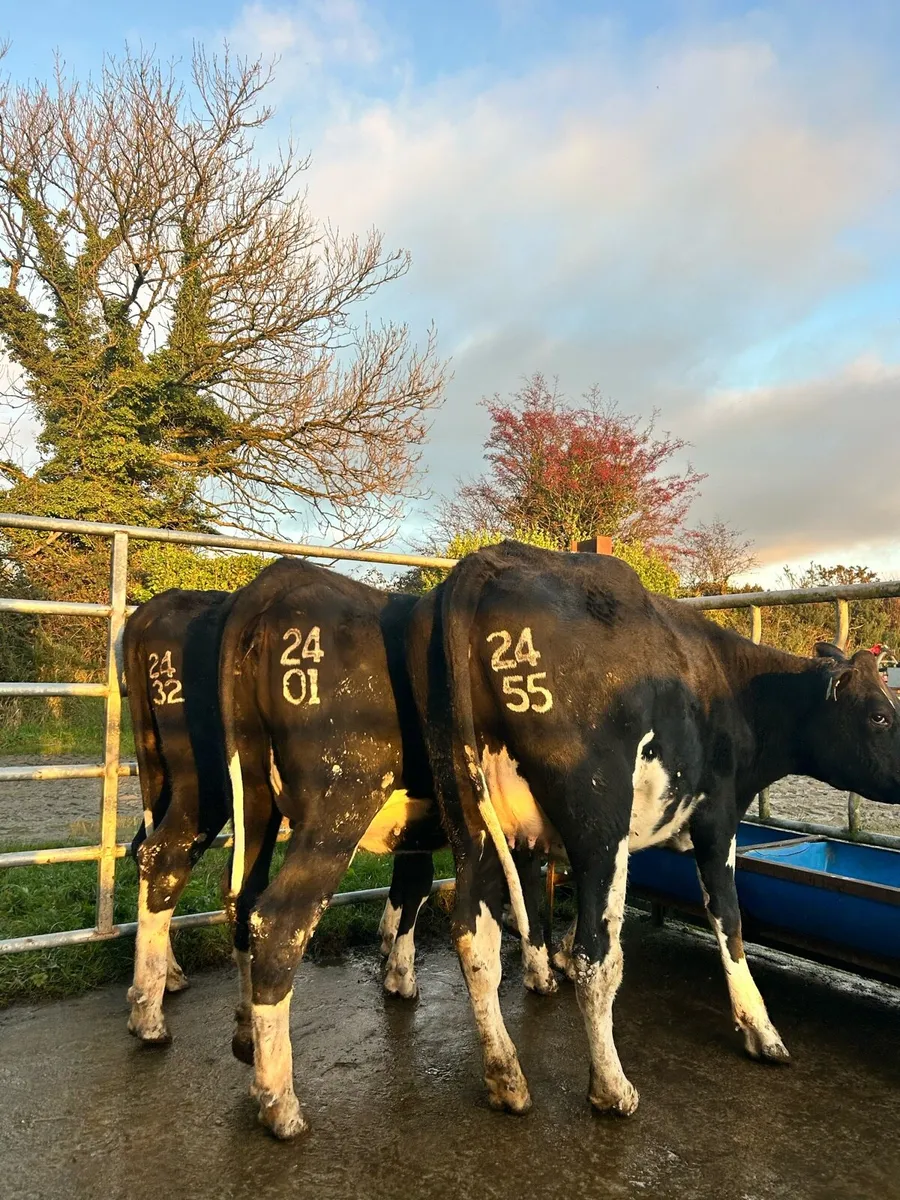 Spring Calving Heifers / Castleisland Dairy Show - Image 3