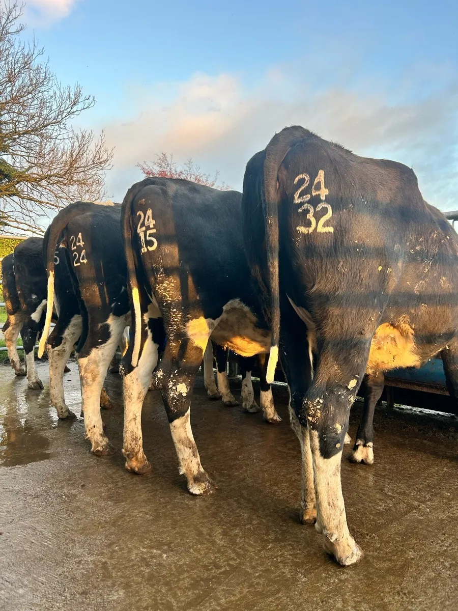 Spring Calving Heifers / Castleisland Dairy Show - Image 4
