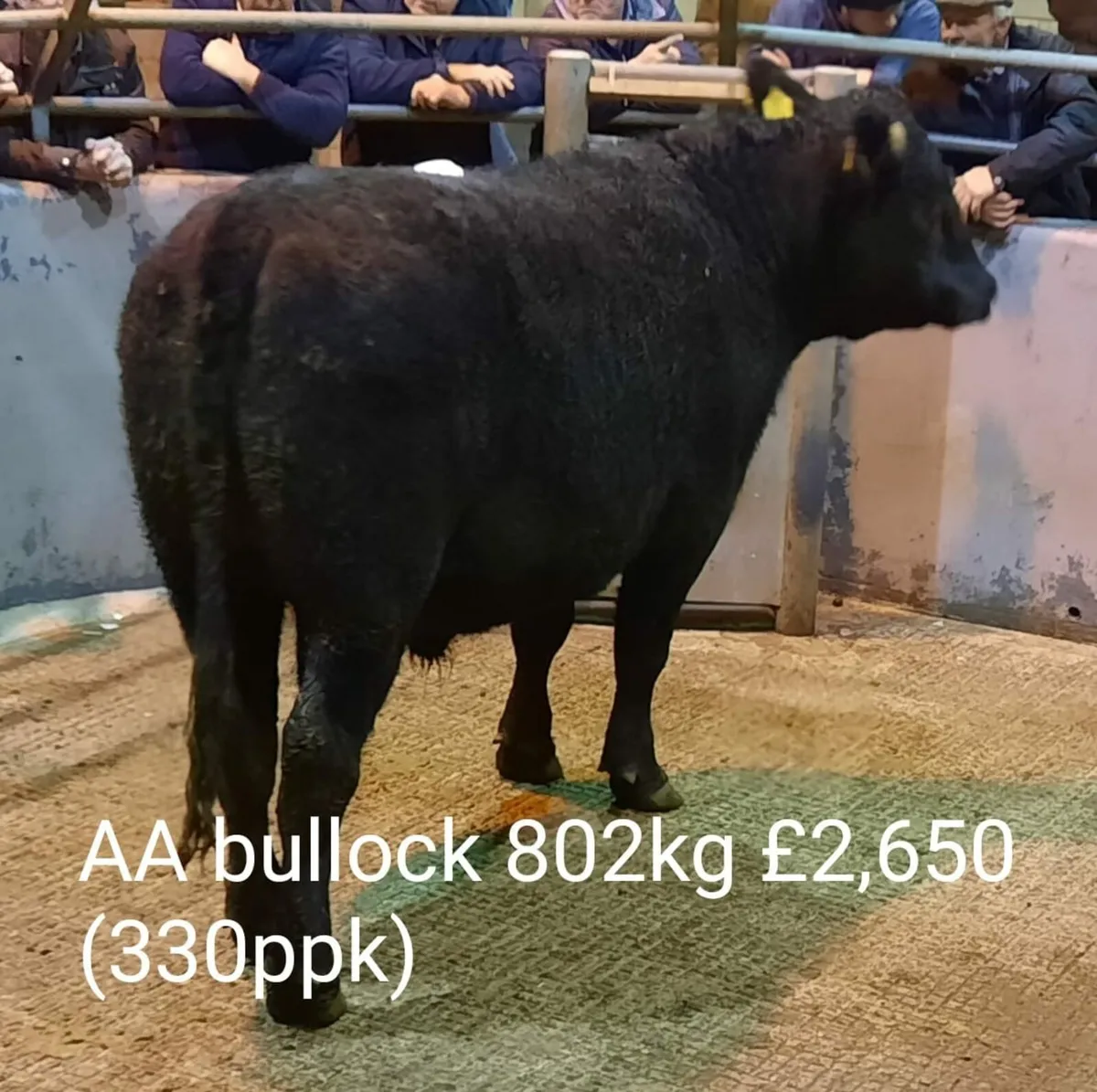 Cattle Sale Market Report - Image 1