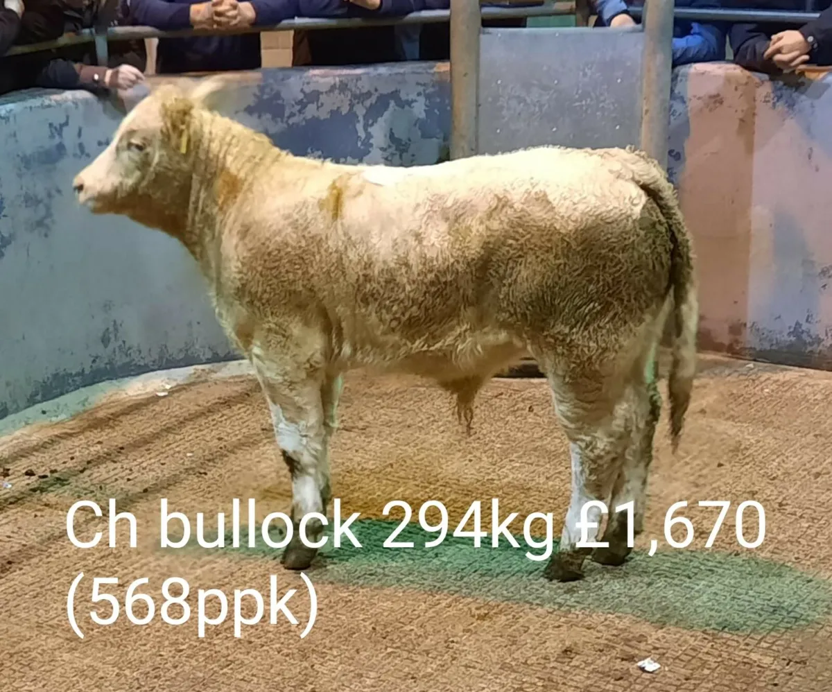 Cattle Sale Market Report - Image 2