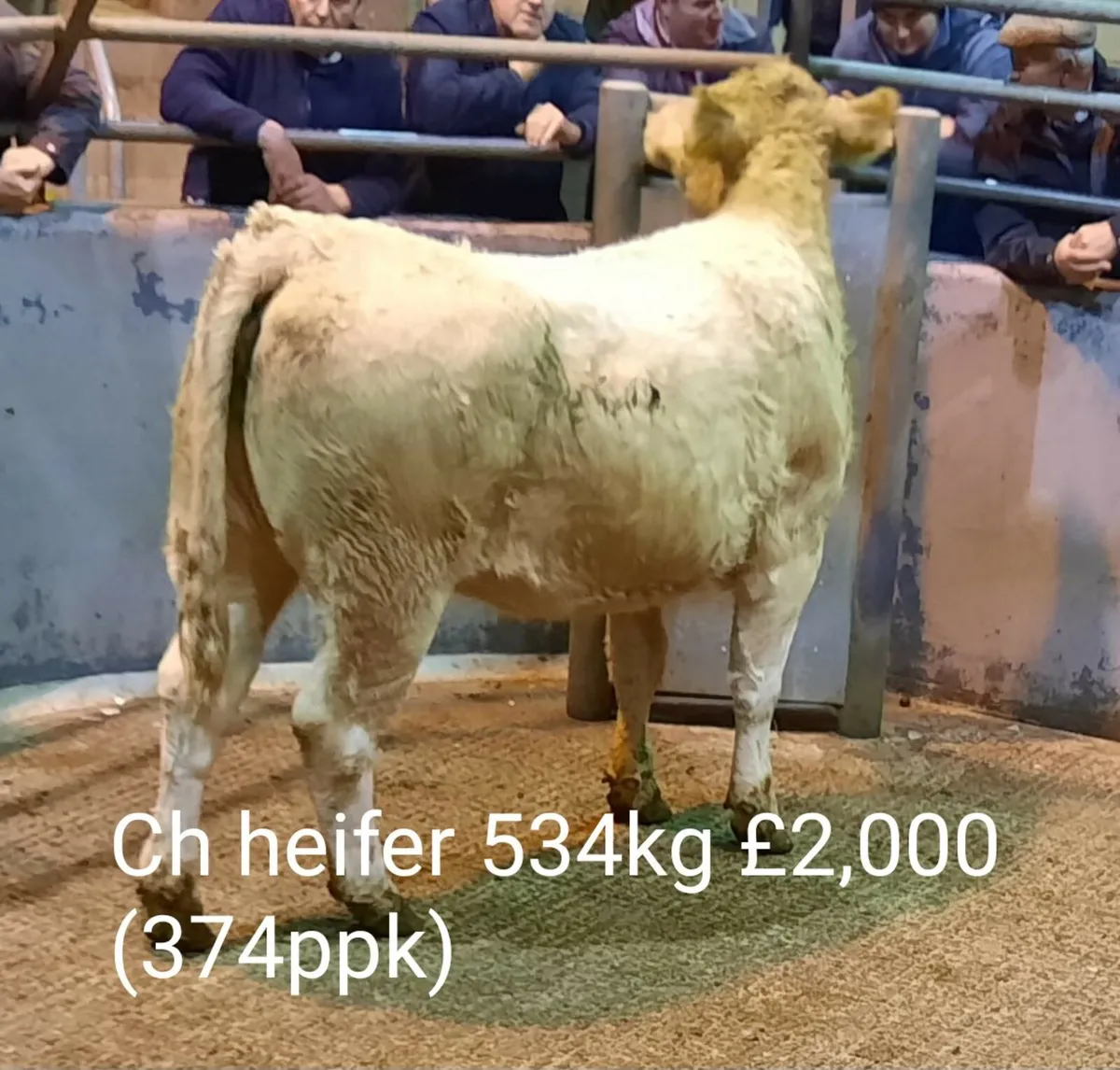 Cattle Sale Market Report - Image 3