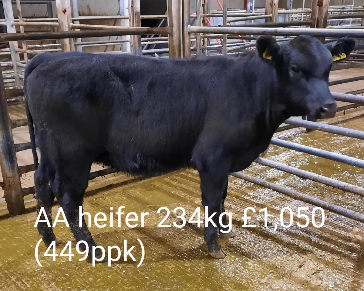 Cattle Sale Market Report - Image 4