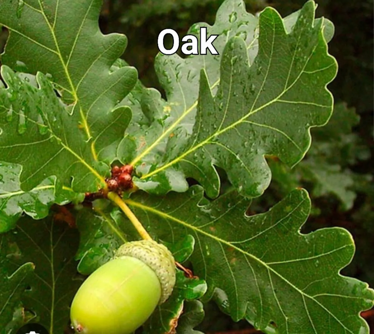 Native Irish Trees & Hedging - Image 4