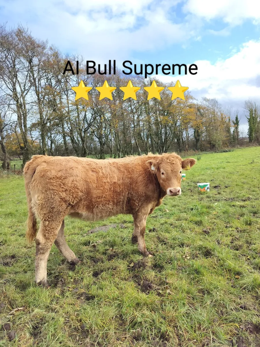 Weanling Heifers Castlerea 30th Oct - Image 1