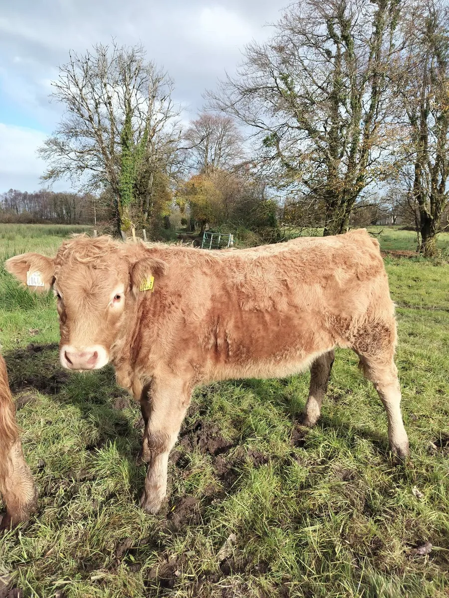 Weanling Heifers Castlerea 30th Oct - Image 2
