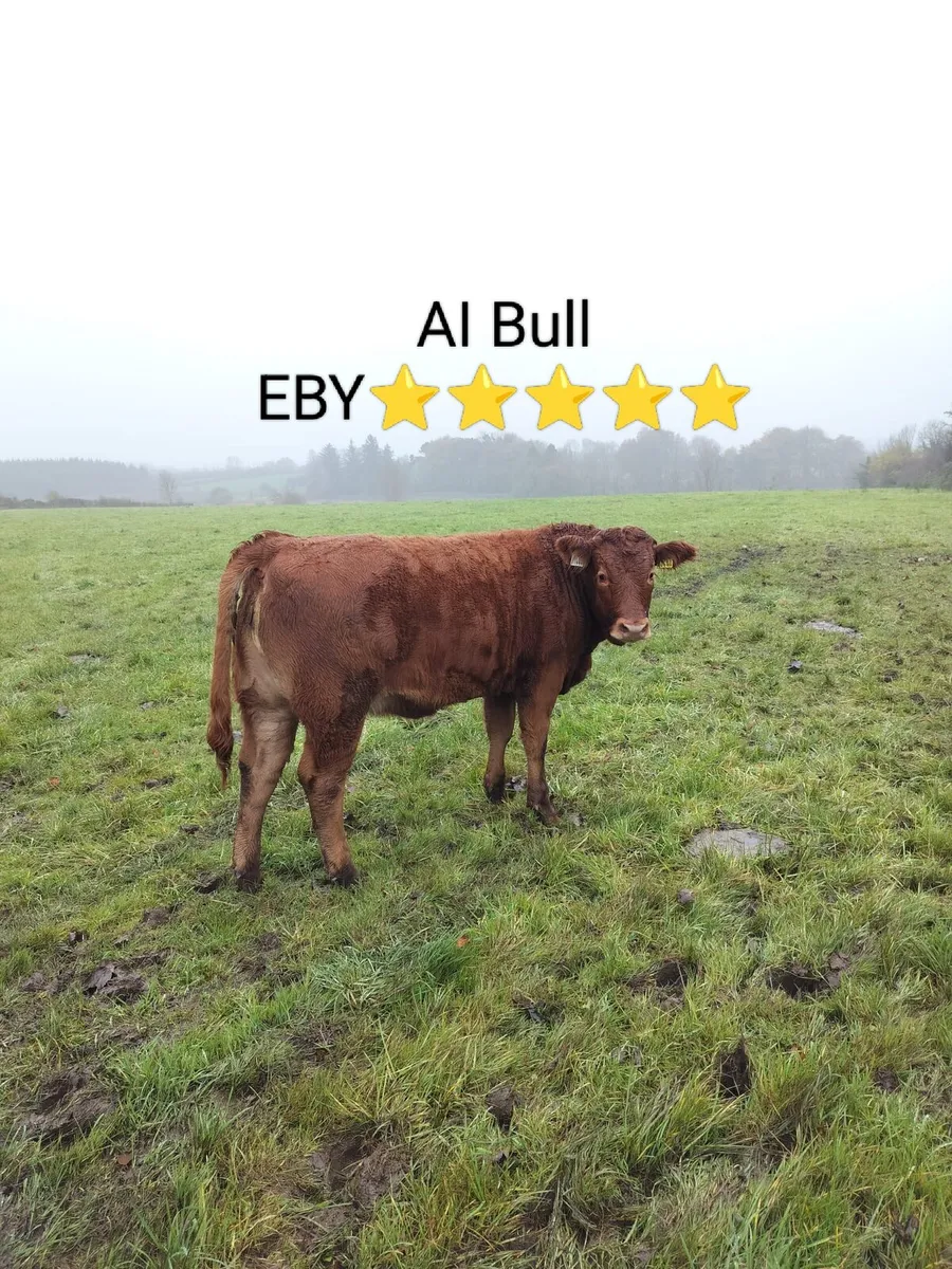 Weanling Heifers Castlerea 30th Oct - Image 3