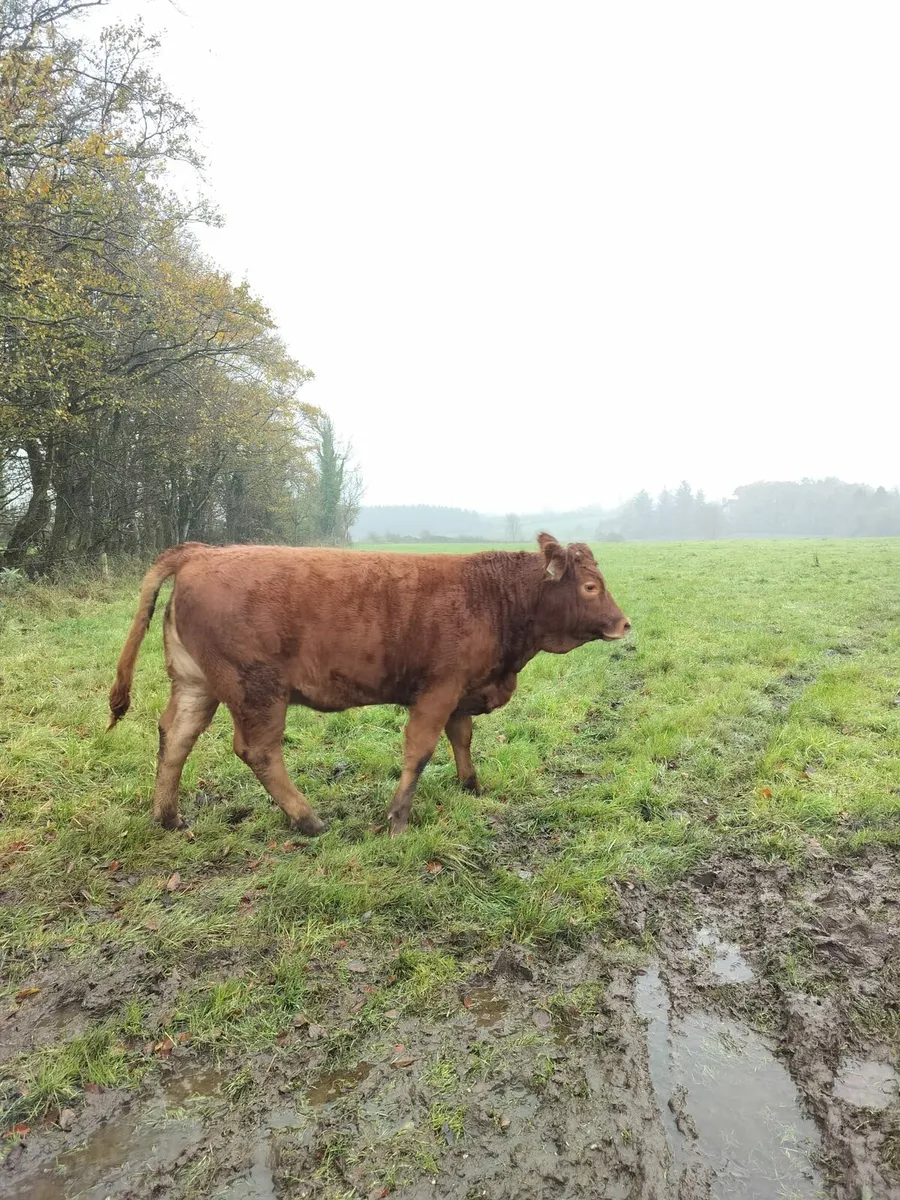 Weanling Heifers Castlerea 30th Oct - Image 4