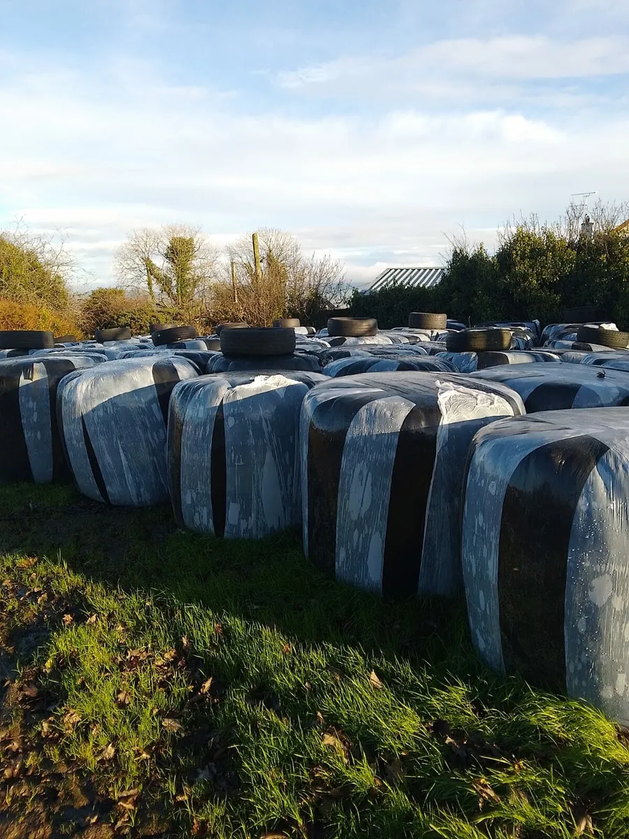 Silage bales for sale - Image 1