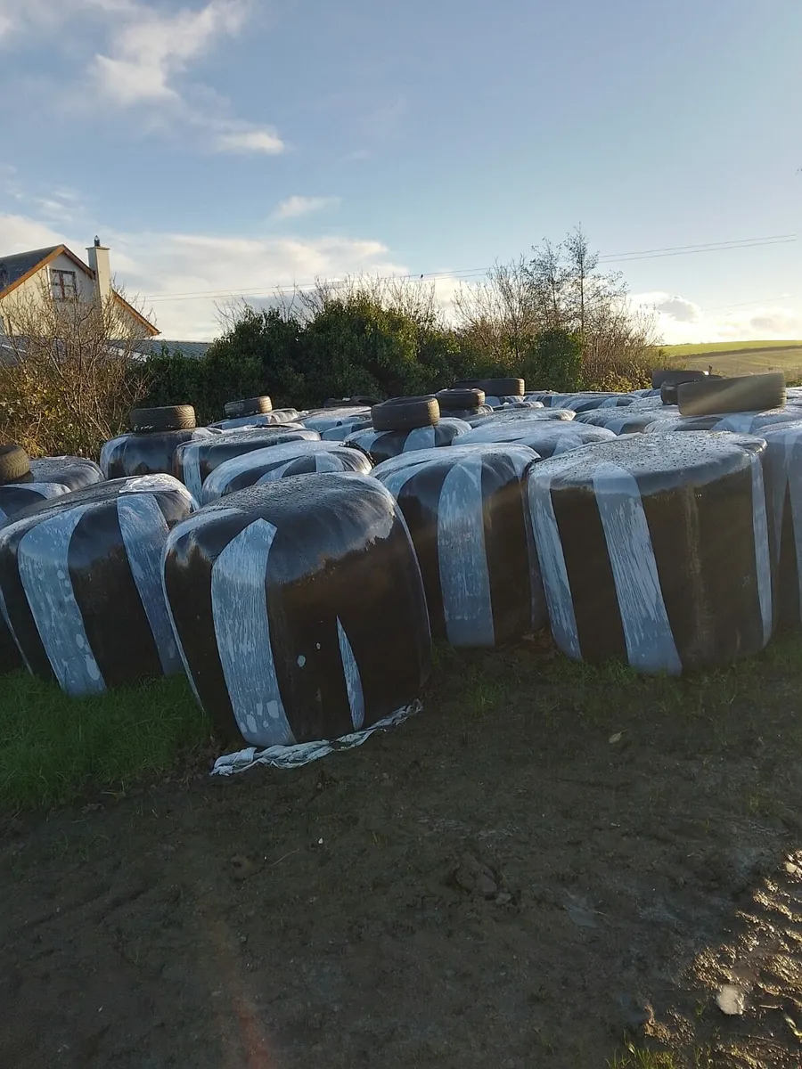 Silage bales for sale - Image 2