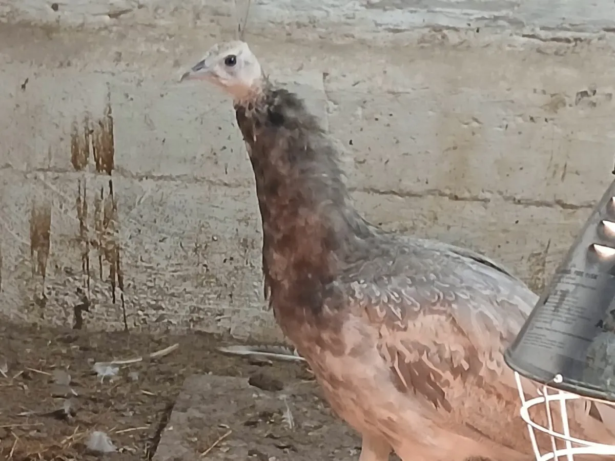 Peachicks peahens peafowl peacock - Image 4