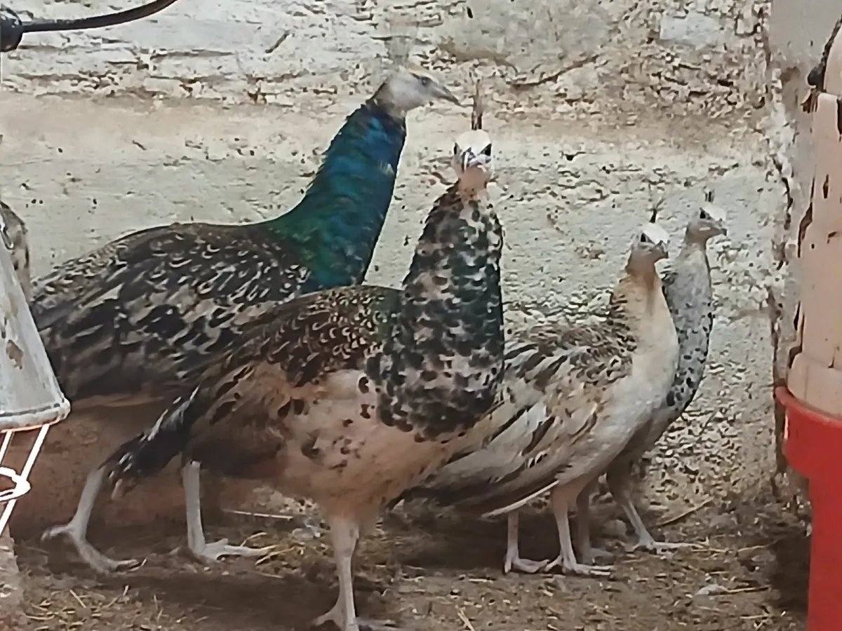 Peachicks peahens peafowl peacock - Image 1
