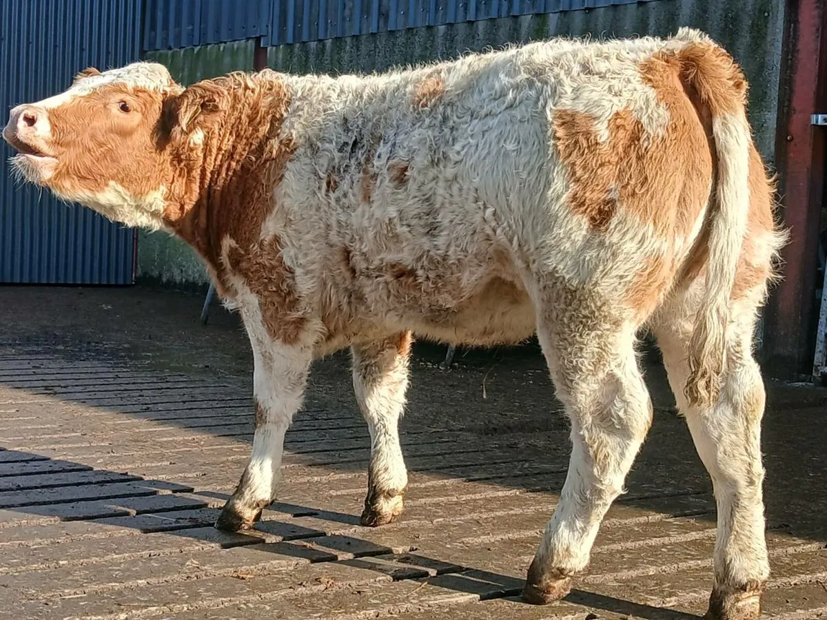 🌟 Super Breeding Heifer 🌟 - Image 1