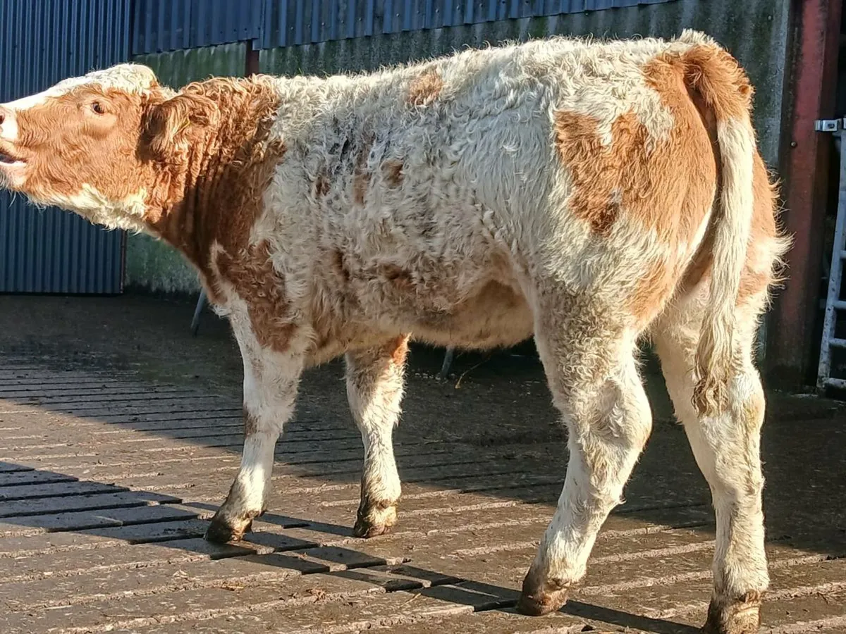 🌟 Super Breeding Heifer 🌟 - Image 2