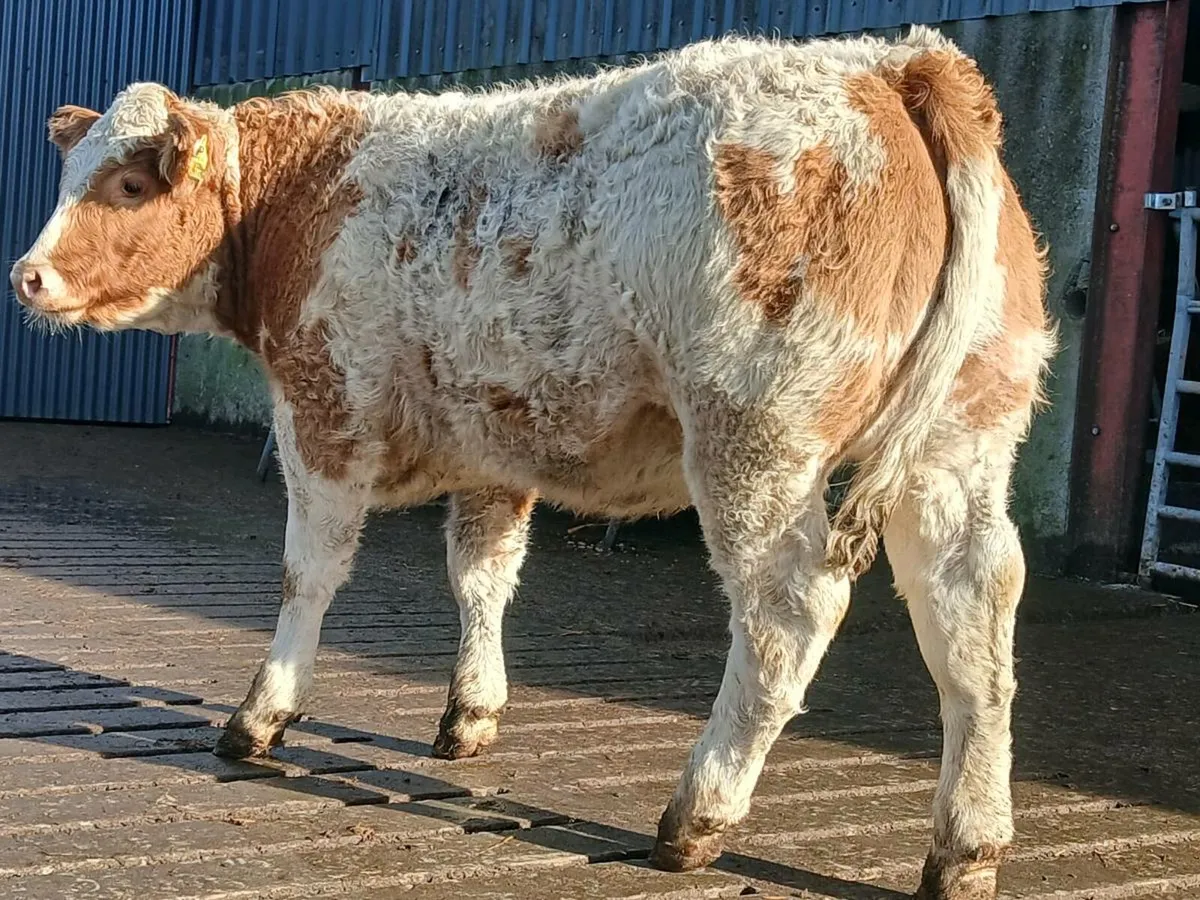 🌟 Super Breeding Heifer 🌟 - Image 3