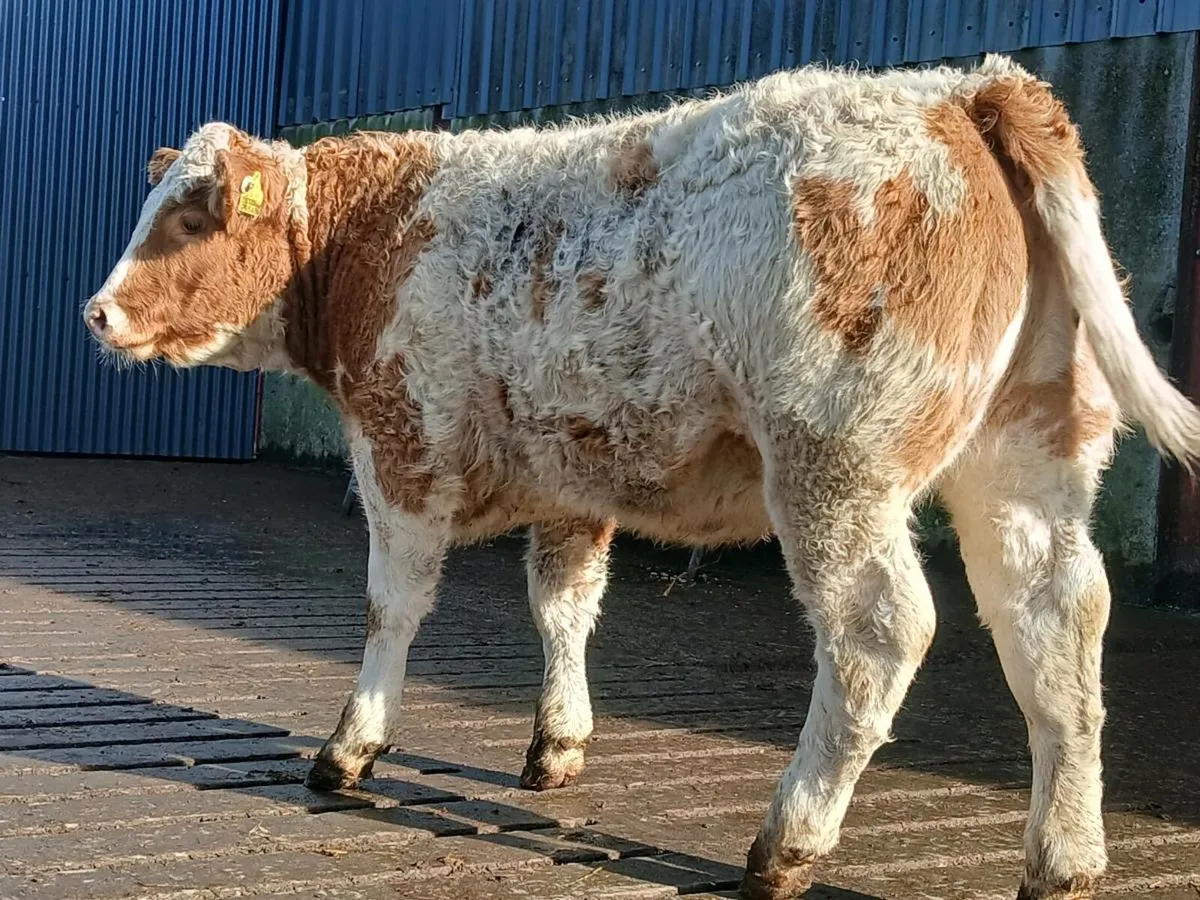 🌟 Super Breeding Heifer 🌟 - Image 4