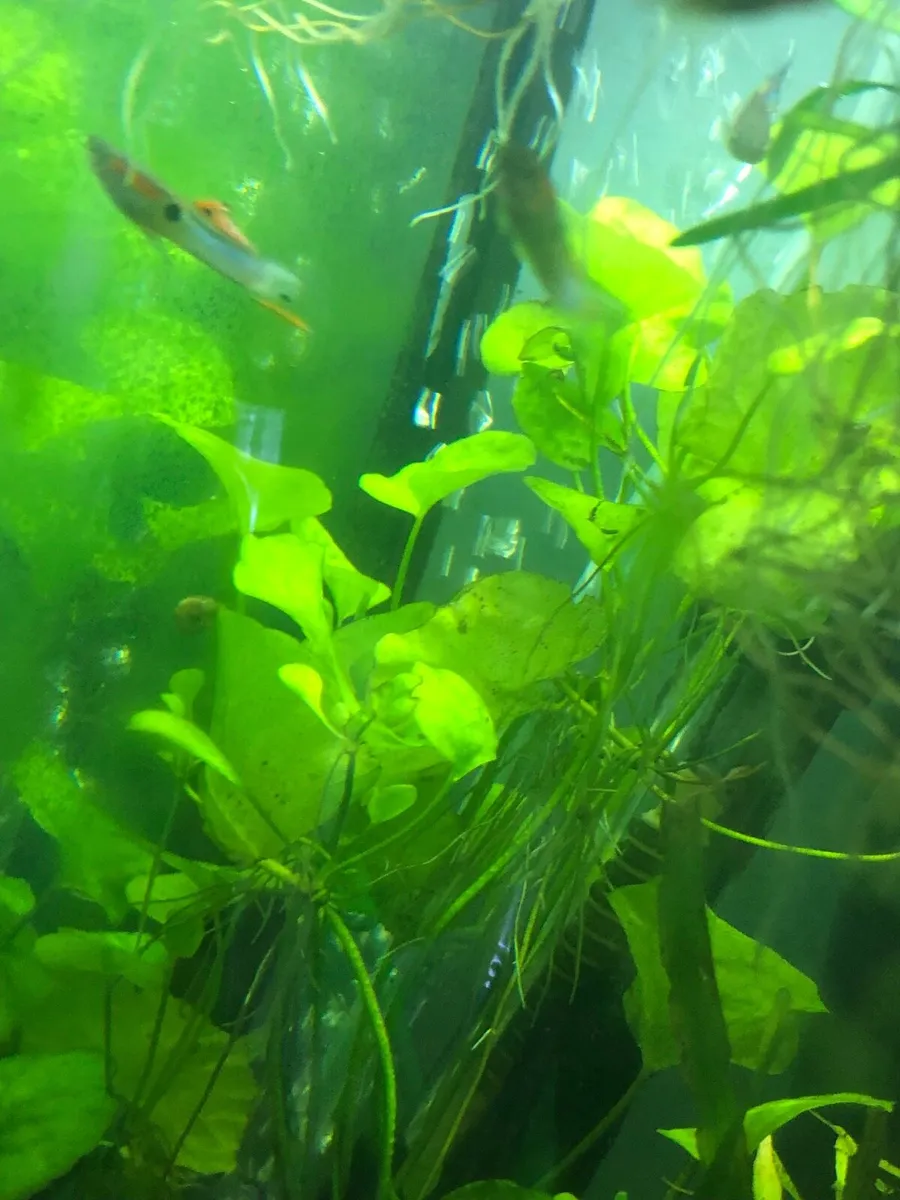 Aquarium plants - Image 1