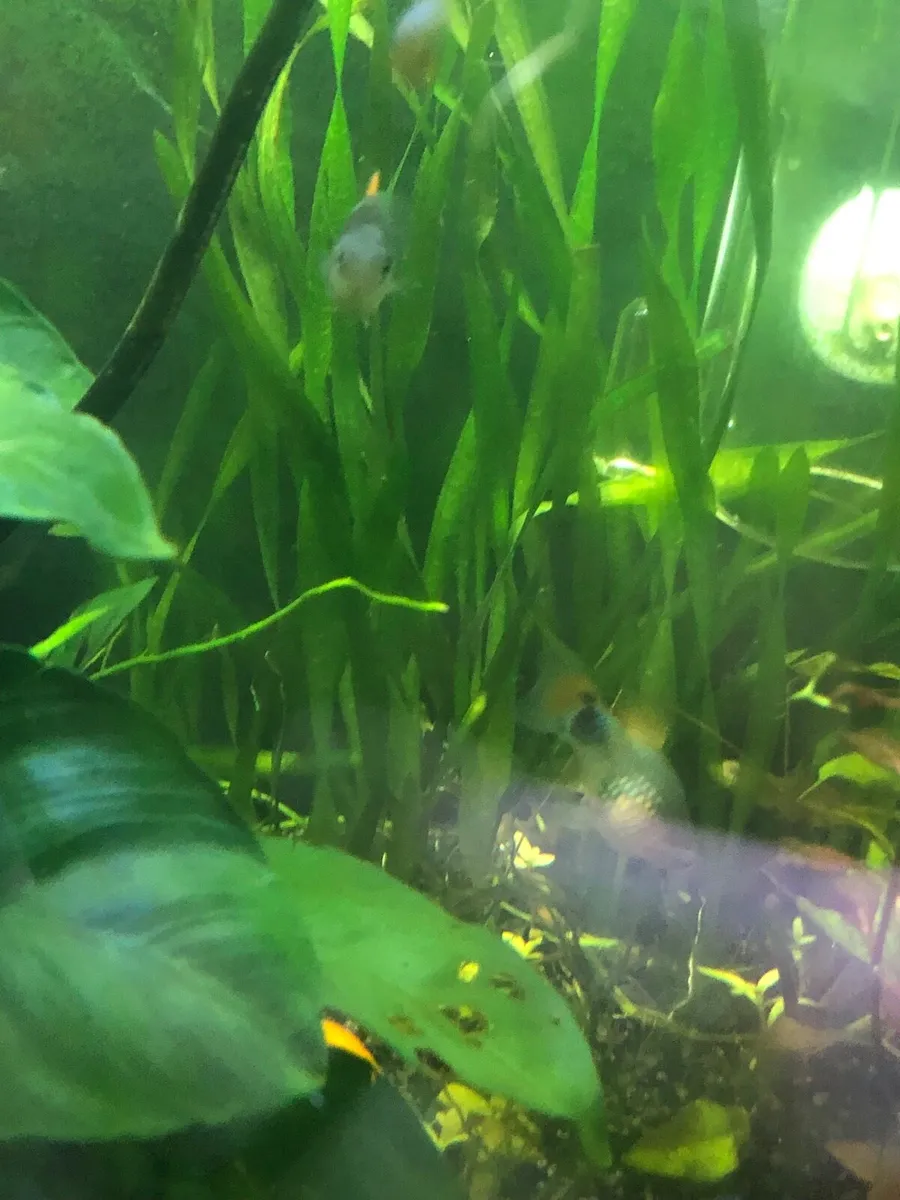 Aquarium plants - Image 2