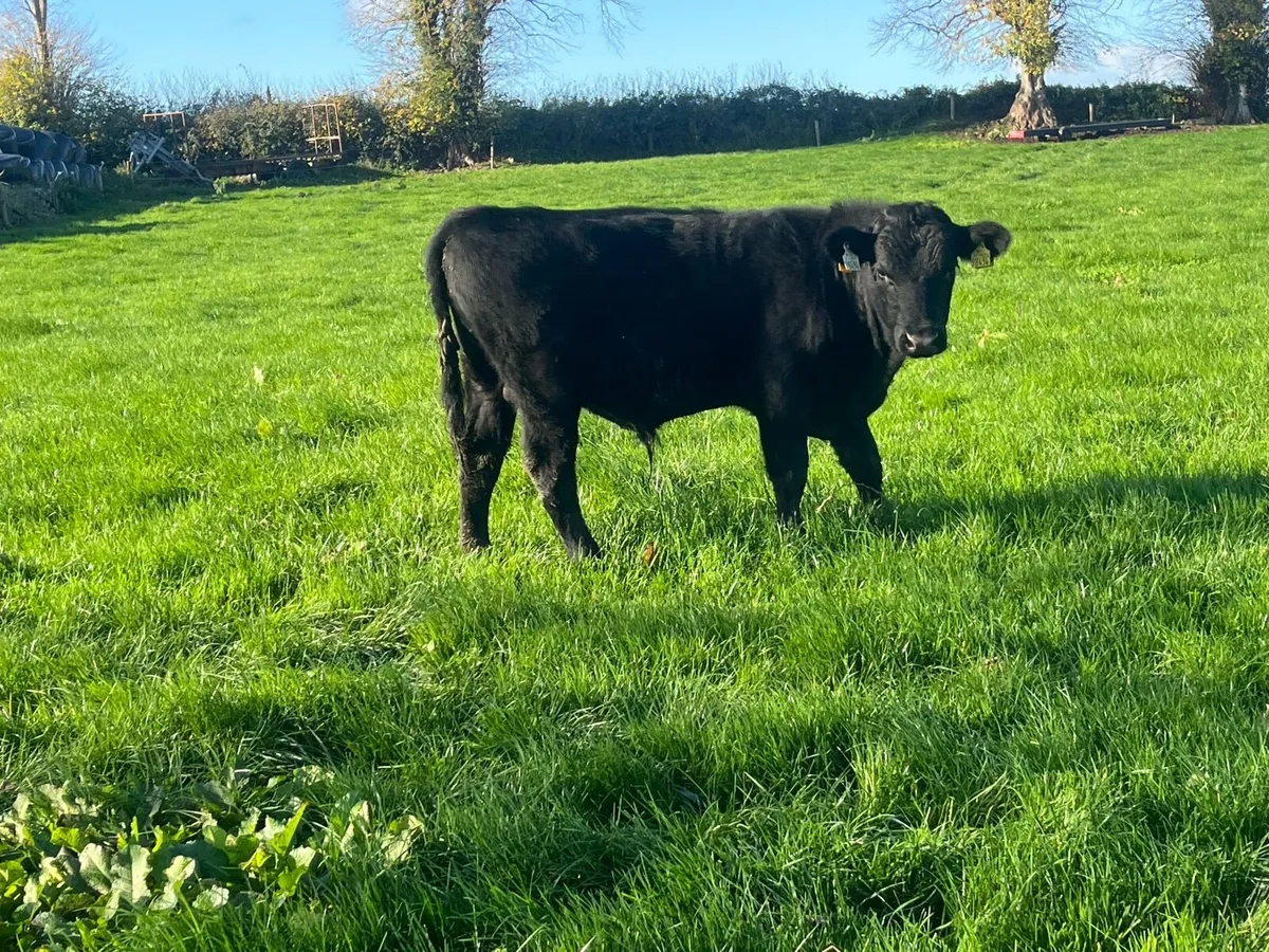 AA & Fr weanling bulls - Image 1