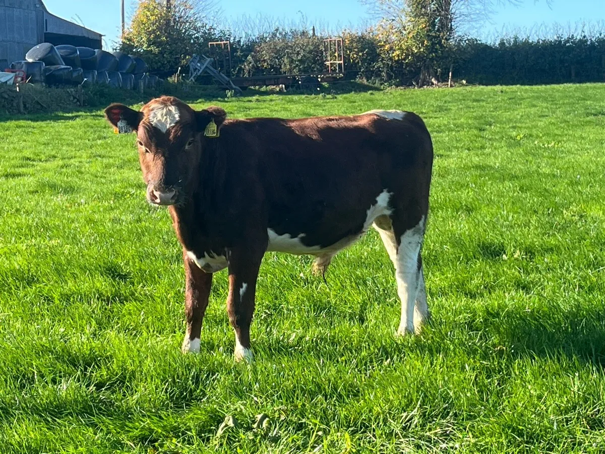 AA & Fr weanling bulls - Image 2