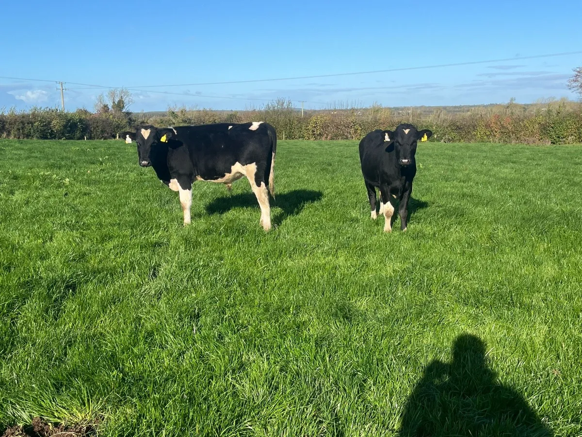 AA & Fr weanling bulls - Image 3