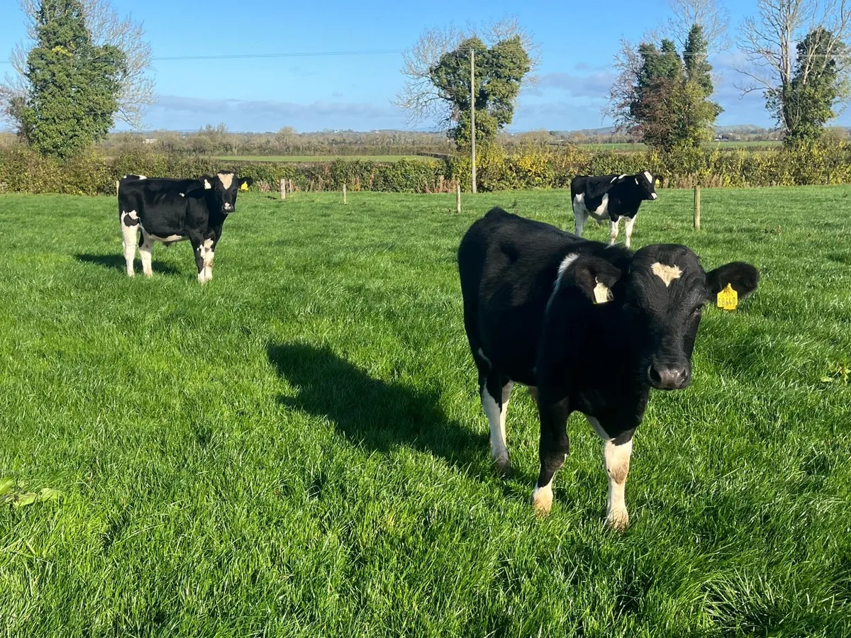 AA & Fr weanling bulls - Image 4