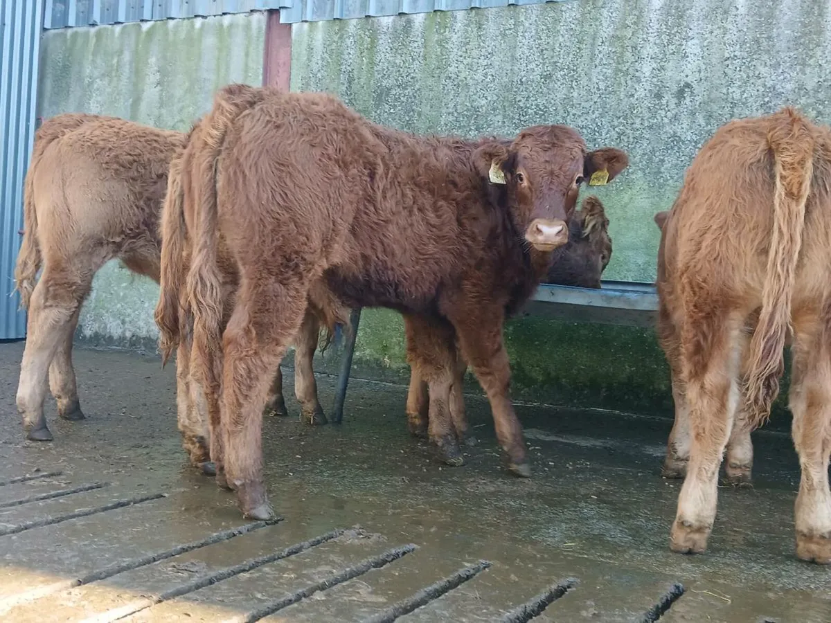 10 Super Bull Weanlings - Image 1